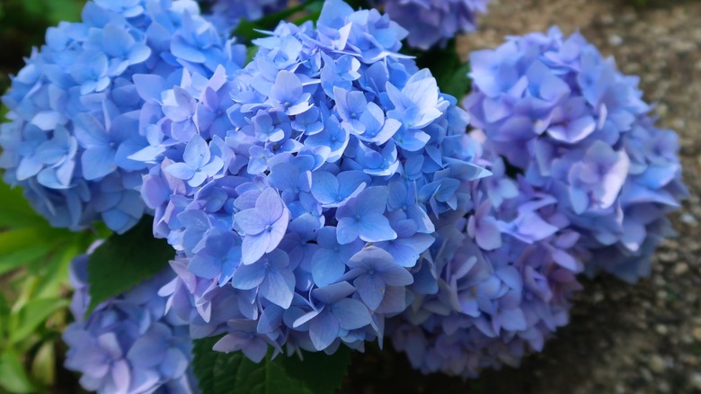 Hydrangea bloom with aluminum sulfate