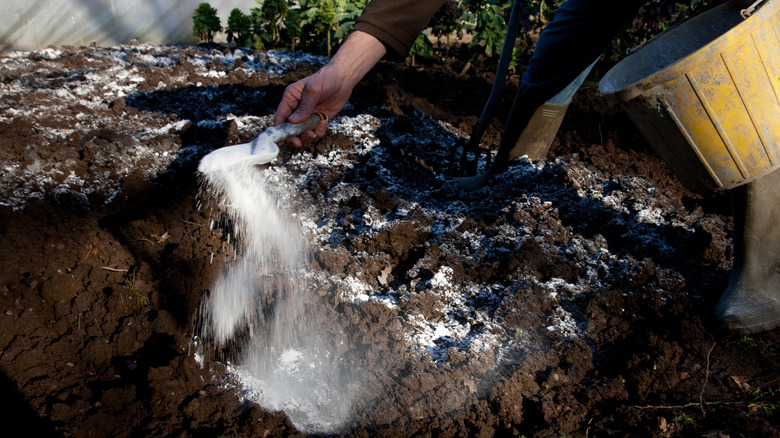 Applying lime to soil