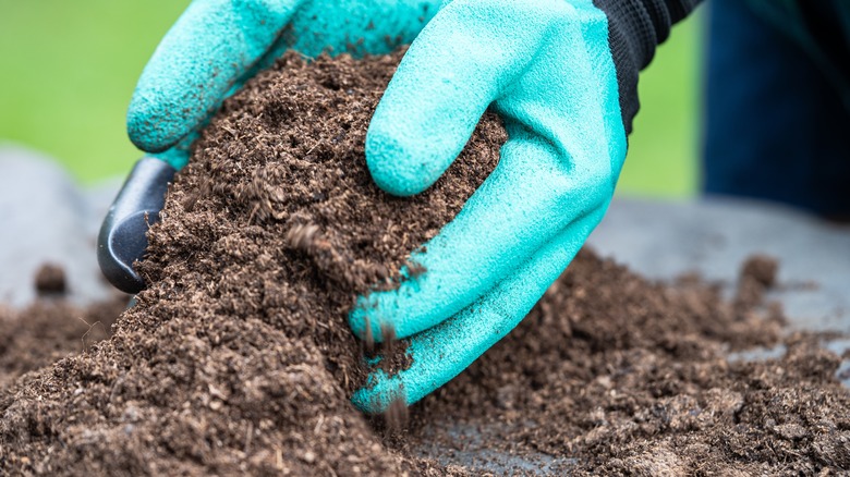 Person holding peat moss