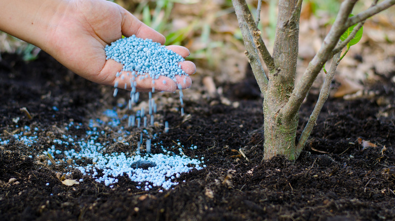 Adding fertilizer to a shrub