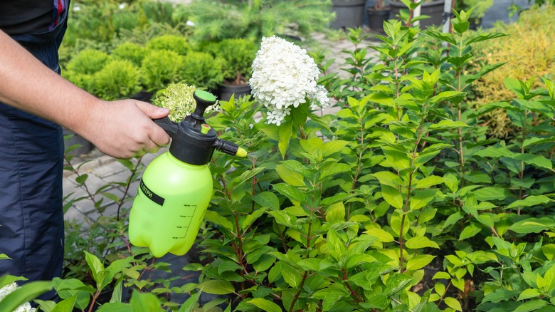 Spraying a hydrangea bush