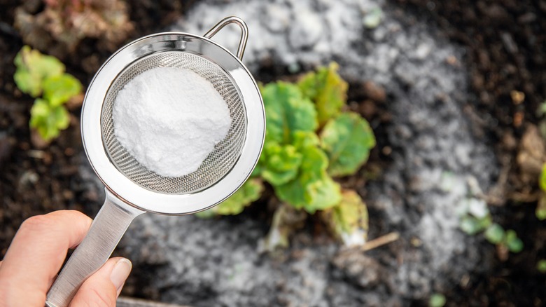 Sprinkling baking soda in the garden