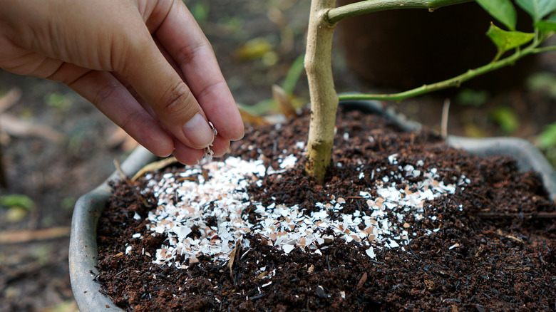 Sprinkling crushed eggshell