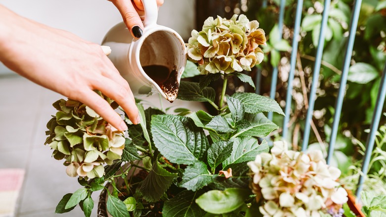 Pouring coffee grounds around hydrangea bush