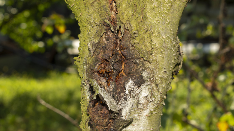 Tree showing disease