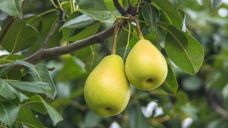 Pears on a tree