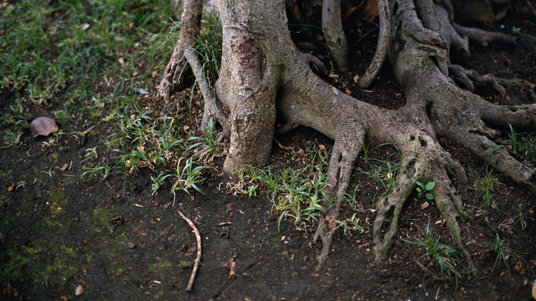 Tree with roots