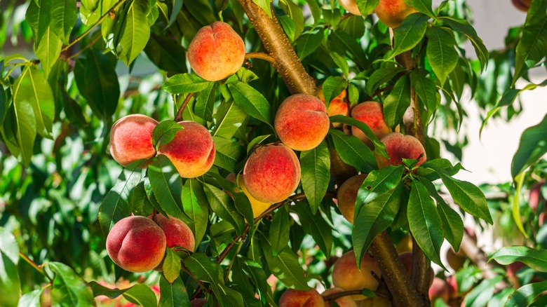 Peaches in a tree