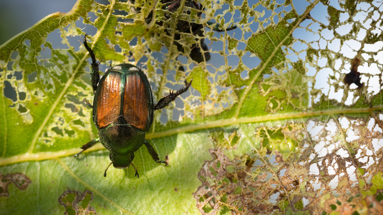 Beetle eating a leaf