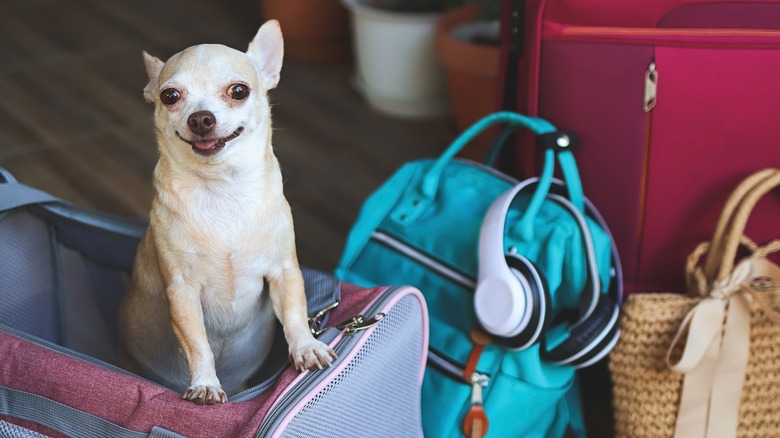 Chihuahua in luggage