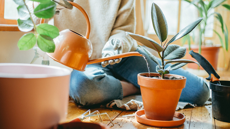 woman watering houseplant with watering can