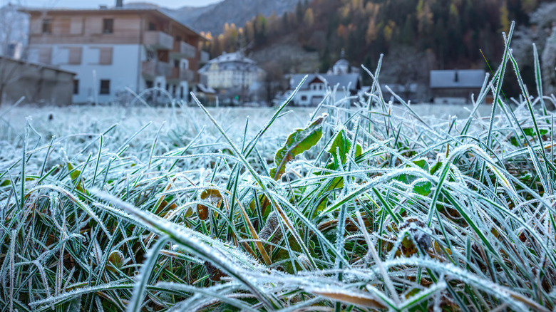 Lawn grass with a thick layer of frost