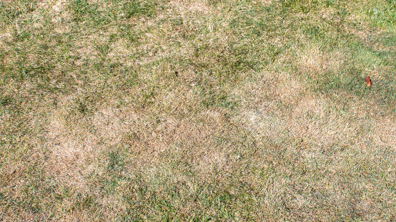 Drought-stressed lawn with dry patches