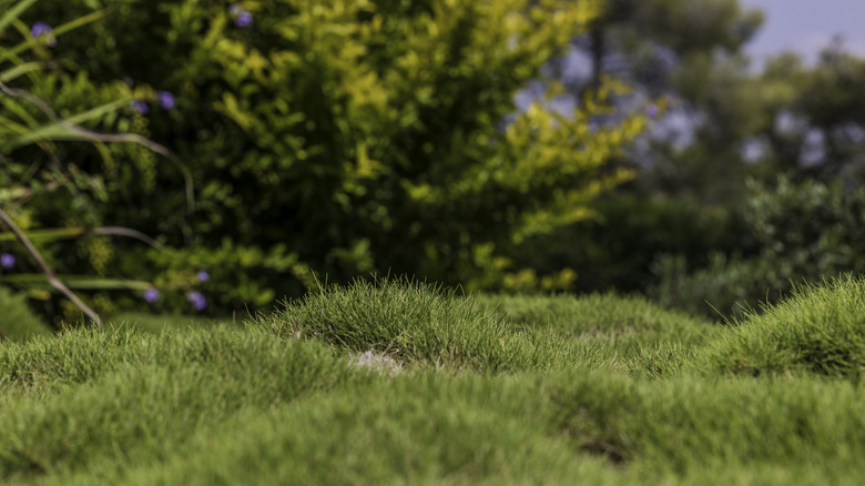 Grass growing on a bumpy lawn