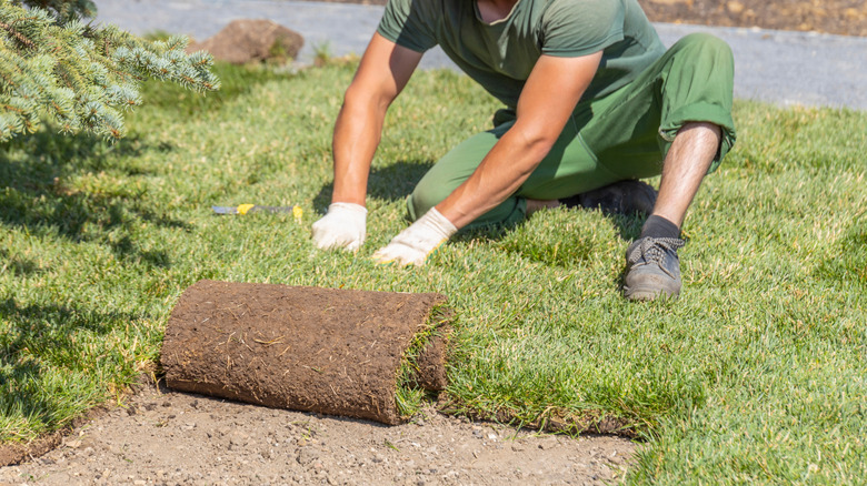 Person rolling out new sod on the ground