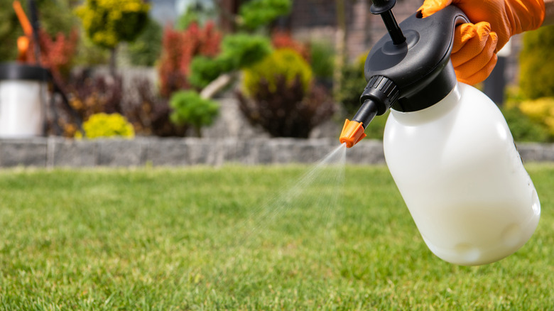 Person spraying chemicals on a lawn