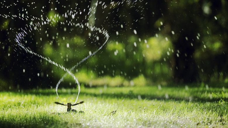 Sprinkler irrigating a lawn