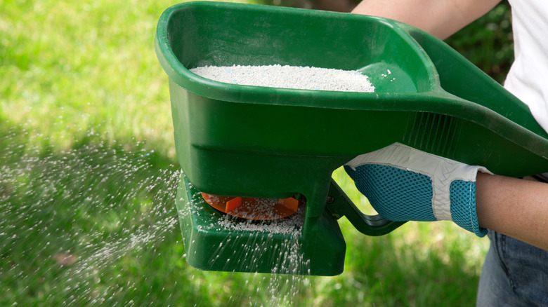 Person manually fertilizing lawn