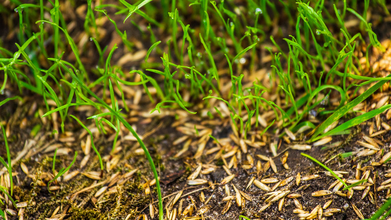 Grass seeds and new seedlings on a lawn