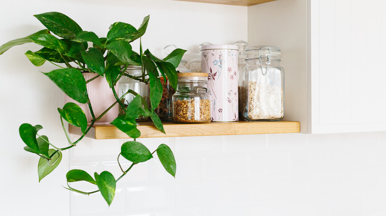 Pothos on pantry shelf