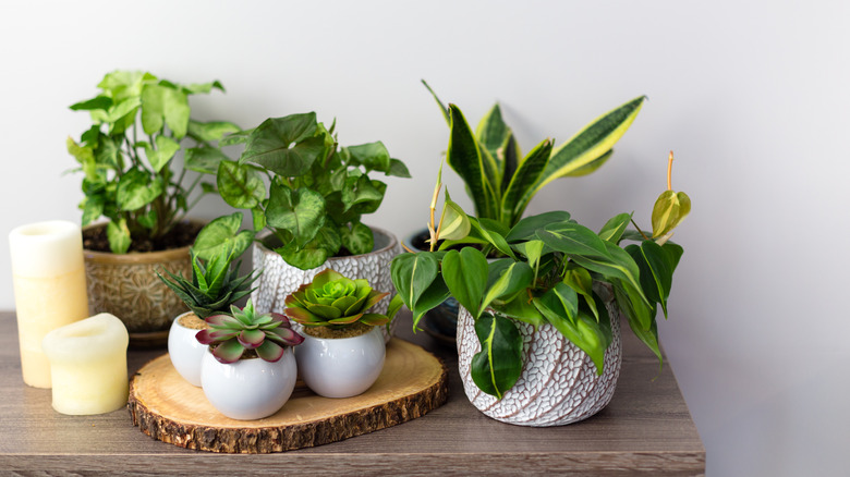 Plant collection on table