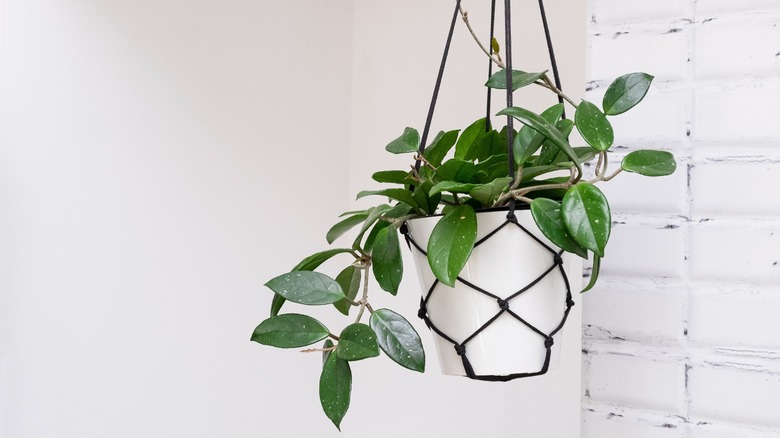 Hoya plant in hanging basket