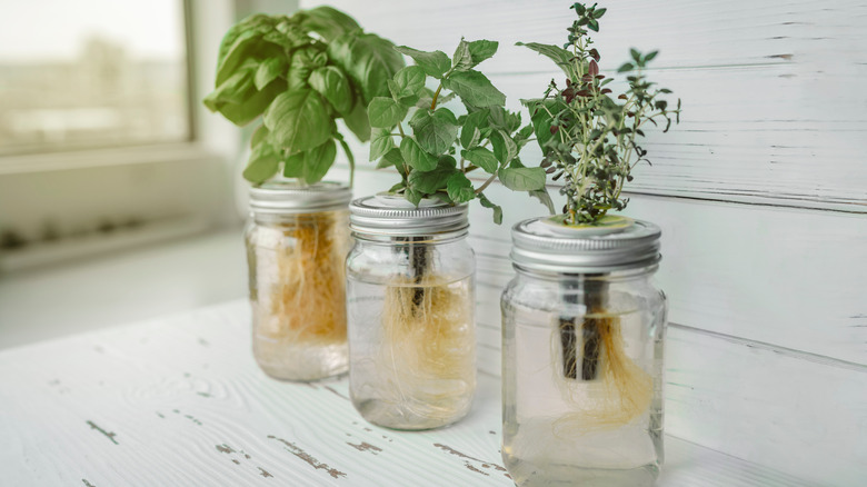 Herbs growing in water