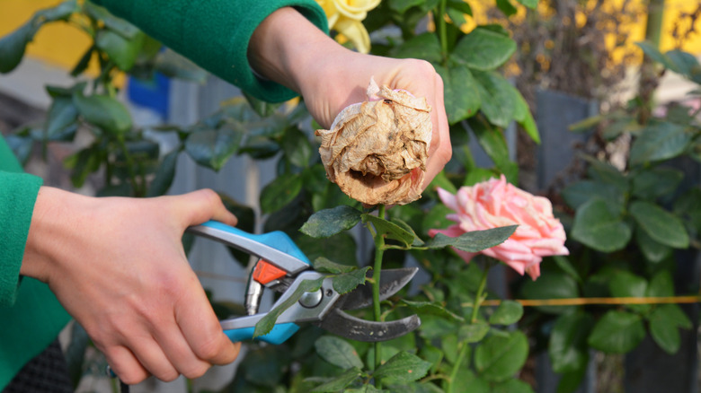 Woman pruning roses