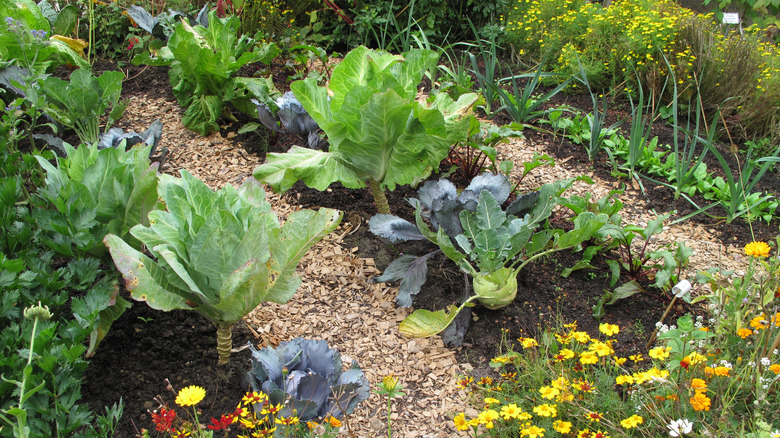 Rows of garden vegetables