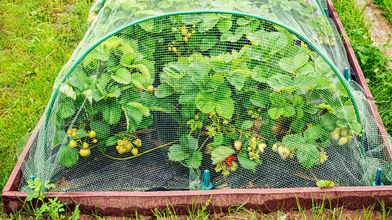 Netting over vegetable plants