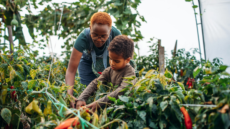 Woman and child harvesting peppers