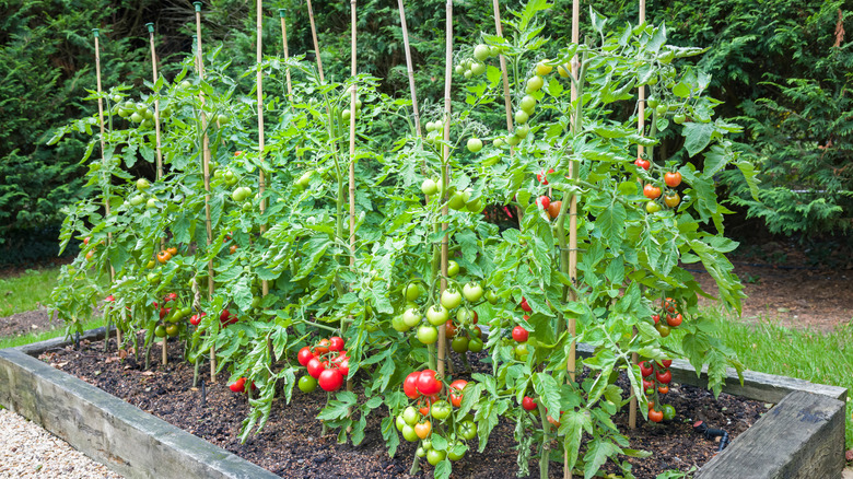 Tomatoes growing up stakes