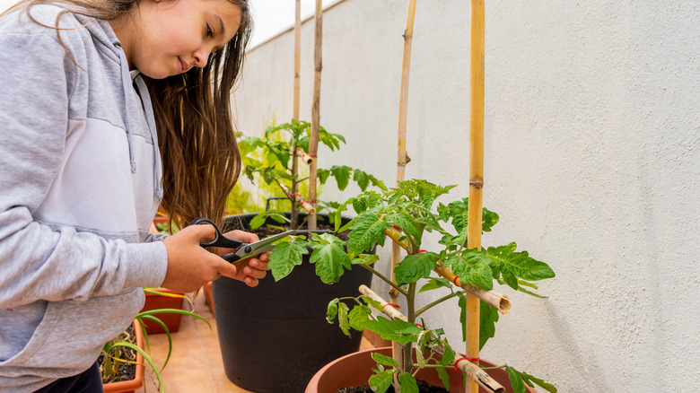 Girl pruning tomato plant