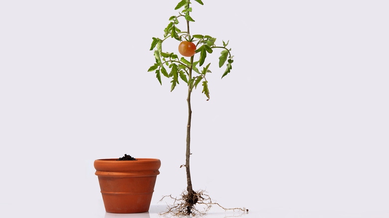 Tomato plant near pot