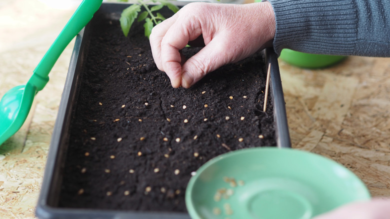 Hand planting tomato seeds