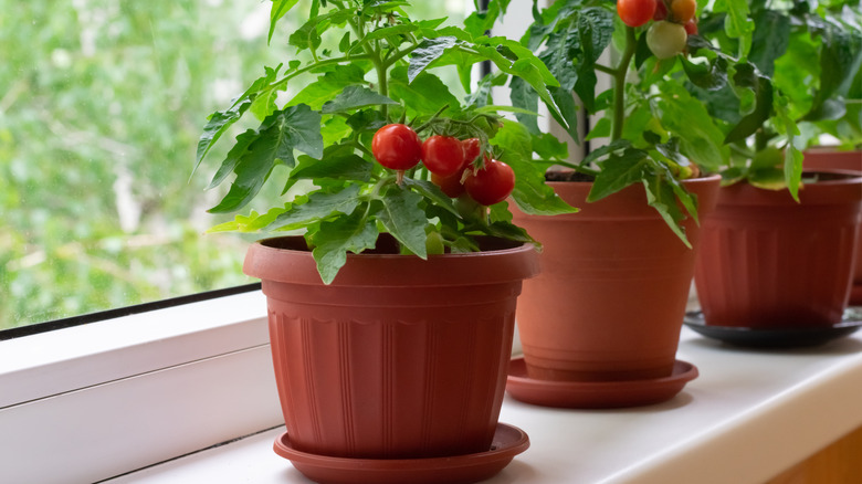 Potted tomatoes on windowsill