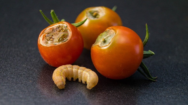 tomatoes and worm