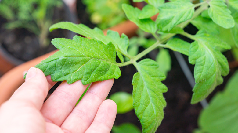 Hand touching tomato leaves
