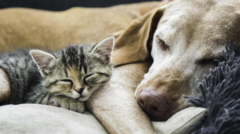 dog asleep with kitten