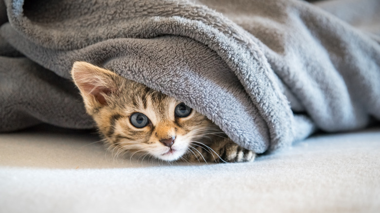 cat hiding under blanket