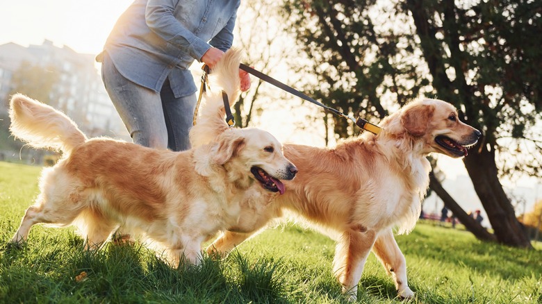 two Golden Retrievers on walk