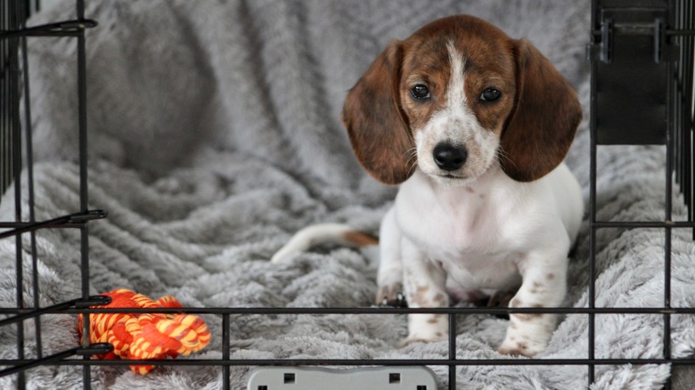 dog in crate with toy