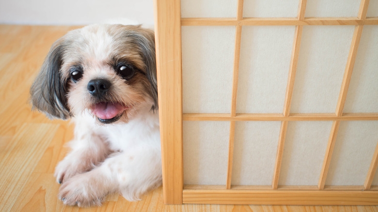 dog peeking around door