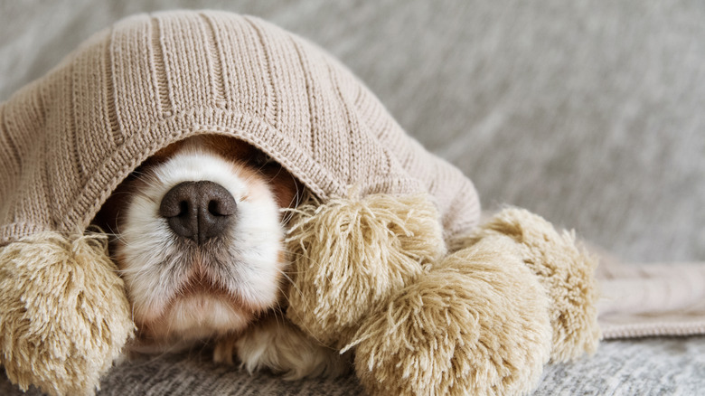 dog hiding under blanket