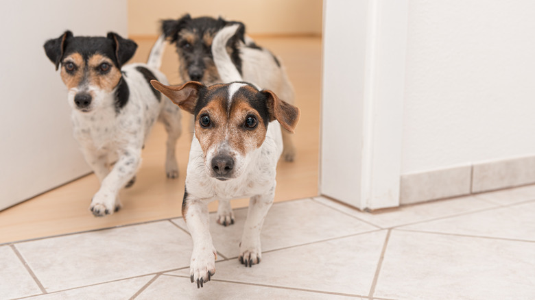 dogs running through door