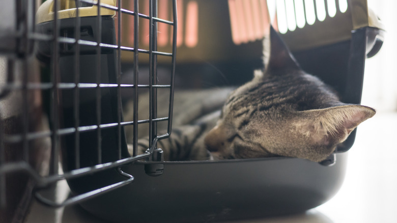 cat asleep in crate