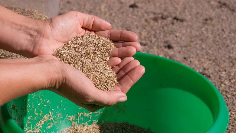 bucket of grass seed