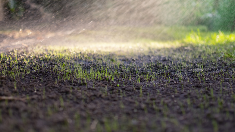 new grass seed sprouting