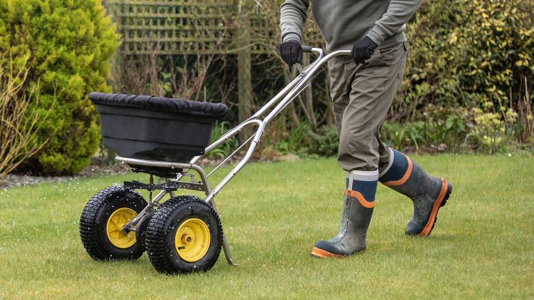 fertilziing the grass