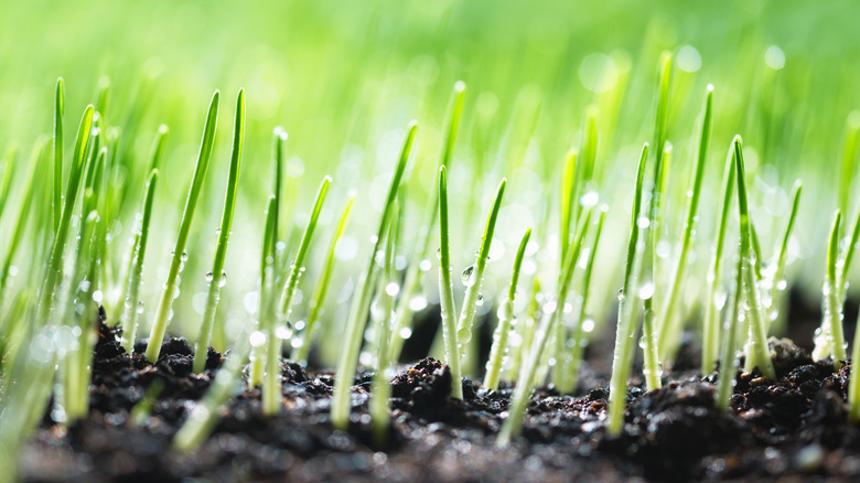 grass seed growing